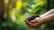 © Sameer - Hand children holding young plant with sunlight on green background