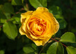 © steheap - Golden butter colored single rose known as the absolutely fabulous rose or Julie Childs rose