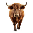 © Keisa - A charging brown bull