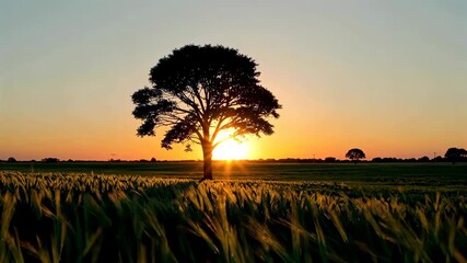 Wall Mural - arafed tree in a field with the sun setting behind it