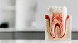 © Maple Stock Photo - Detailed anatomical model of a tooth highlighting internal structure.