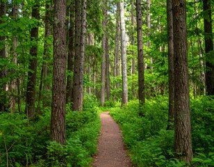 Naklejka na meble Path through a lush green forest