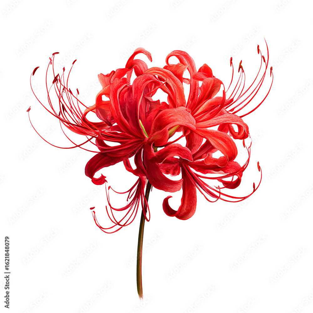 Red Spider Lily on Transparent Background  High Resolution Botanical  Illustration Stock Photo | Adobe Stock