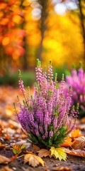 Wall Mural - Autumn heather planting in garden with fallen leaves