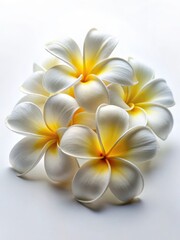 Wall Mural - delicate white plumeria flowers isolated on a crisp white background