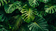 © pasakorn - Tropical jungle leaves background, vibrant green monstera and pa