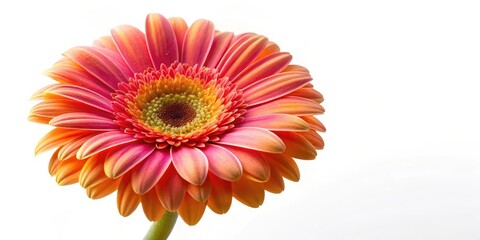 Wall Mural - vibrant gerber daisy in full bloom isolated on a clean white background