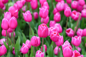 Wall Mural - Pink tulips in the garden