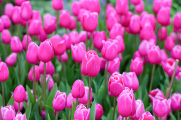 Wall Mural - Pink tulips in the garden