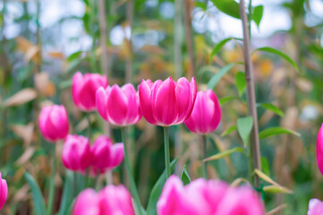Wall Mural - Close up pink tulips in the garden
