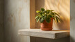 © Ahmed - Plant on a Shelf