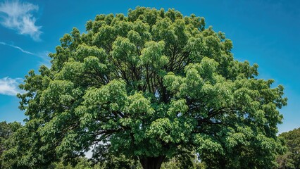 Wall Mural - vibrant greenery under a bright blue horizon
