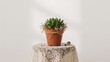 © Rizvan - Tiny potted succulents for wedding gifts