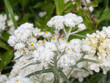 © Rafail - White everlasting flowers close-up in summer garden