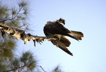 osprey in the tree