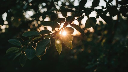 Wall Mural - morning sunlight filtering through soft-focused green leaves and trees, evoking warmth and vitality