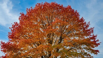 Wall Mural - golden autumn sunlight shining through maple leaves against a clear sky