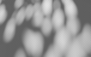 Wall Mural - abstract shadow overlay from foliage tree branch on a transparent background.