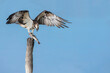 © Manuel - Lunch time, Eurasian osprey with European bass in the claw (Pandion haliaetus)