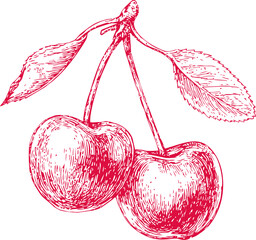 Wall Mural - detailed red sketch of two cherries with leaves. vector illustration