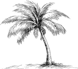Wall Mural - black and white line art of a palm tree on a sandy beach, tropical nature sketch. vector illustratio