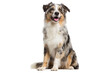 © Kohenor - Happy australian shepherd dog sitting isolated on transparent background