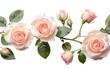 © Eibrahim Imagery - Delicate blush pink roses with green leaves and buds forming a beautiful floral border isolated on transparent background