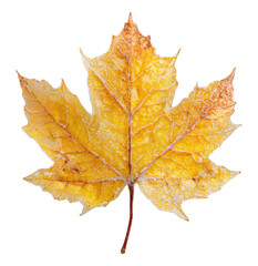Wall Mural - Yellow frosty autumn maple leaf isolated on transparent background
