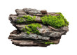 ©  Dreamy Shots - Moss-covered driftwood display nature