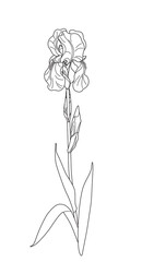 Wall Mural - flowering iris with leaves outline drawing