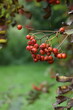 © Tekla - red berries on a branch