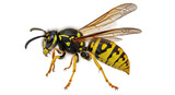 Isolated European Wasp