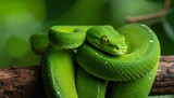 Close-up of a vibrant green snake coiled on a branch (1)