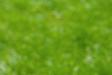 Wall Mural - Defocused green background. Natural bokeh, blurred grass.