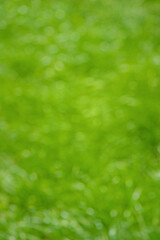 Wall Mural - Defocused green background. Natural bokeh, blurred grass.
