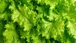 © Qotrun - Close-up of fresh, vibrant green lettuce leaves