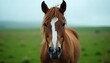© Pixor2 - Stunning chestnut horse with white blaze looking directly at camera in a green field, peaceful and majestic