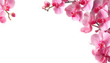 Pink orchid blossoms frame a transparent background