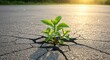 © yudistira - Plant sprouting through cracked asphalt demonstrates resilience and growth