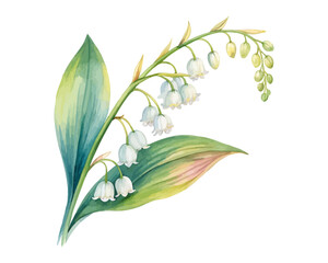 watercolor Lily Of The Valley Branch vector illustration isolated on white background