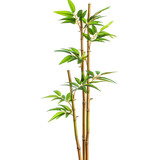 Green bamboo plant, vertical