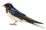 barn swallow cutout