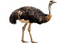 © wajid - Realistic ostrich standing upright, full body side view, detailed feathers and long legs, isolated on transparent background, PNG format