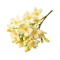 Wall Mural - Branch of yellow and white flowers isolated on white background