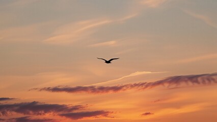 Canvas Print - a solitary bird glides through the dusk, its outline glowing with the vibrant colors spreading acros