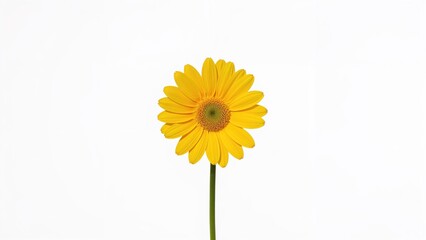 Wall Mural - lone yellow flower featuring a stalk on a clean white background