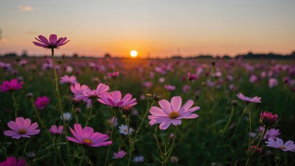 Wall Mural - Stunning Cosmos Blossoms Flourishing in a Garden Setting