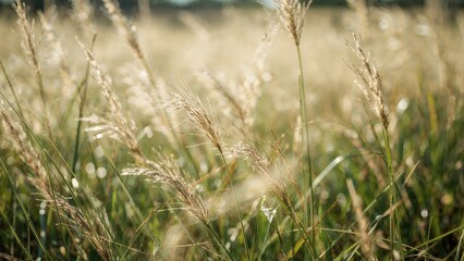 Wall Mural - A peaceful macro image of thin grass blades dancing lightly in a soft breeze, reflecting the serene beauty of the outdoors under gentle sunlight.