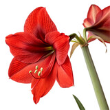 Red amaryllis flower isolated on transparent background  
