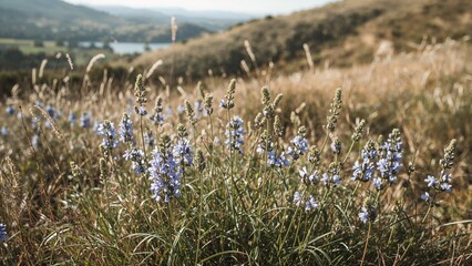 Wall Mural - Field Covered with Blooming Blue Flax